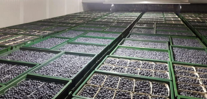 Від ферми до замороженої ягоди: як Україна інтегрує нідерландські інновації в ягідництво